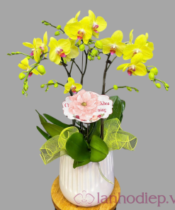 Chậu lan hồ điệp vàng 2 cành