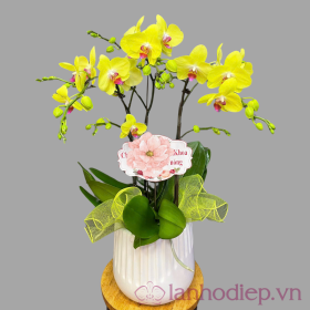 Chậu lan hồ điệp vàng 2 cành Chậu lan hồ điệp vàng 2 cành