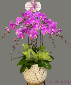 Chậu lan hồ điệp chúc mừng tân gia