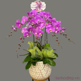 Chậu lan hồ điệp chúc mừng tân gia