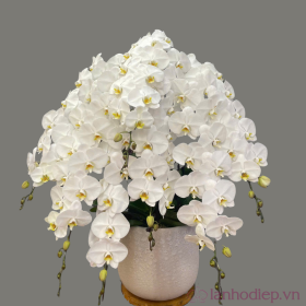 Lan hồ điệp trắng cho hội nghị