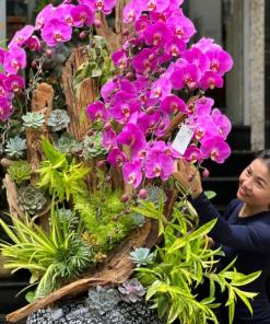 chậu lan khủng sang trọng