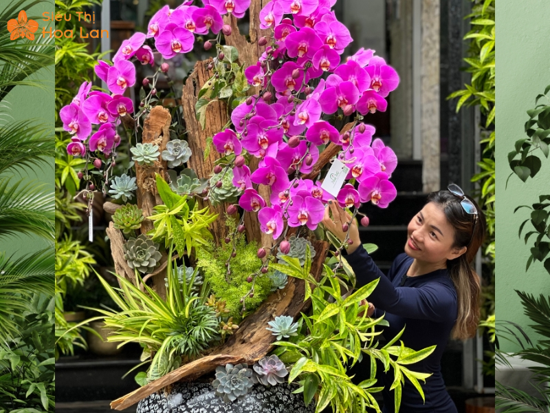 Chậu Hồ Điệp Khủng chậu lan khủng sang trọng