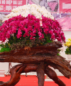 Hồ điệp khủng rực rỡ