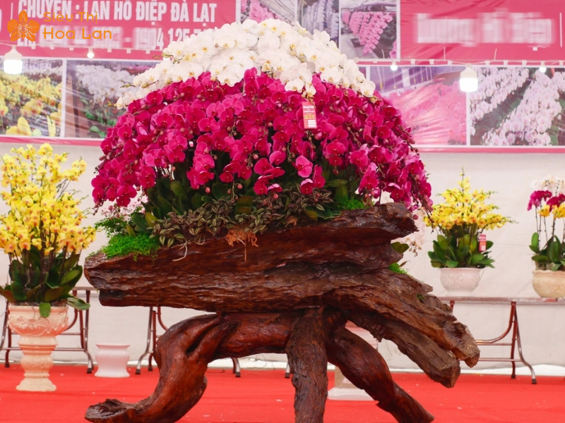 Chậu Hồ Điệp Khủng Hồ điệp khủng rực rỡ