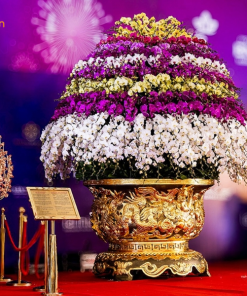 Hồ điệp khủng rực rỡ