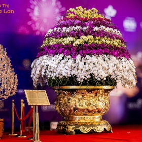 Chậu Hồ Điệp Khủng Chậu Hồ Điệp Khủng