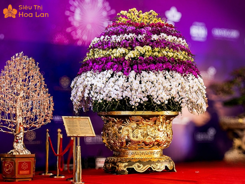 Chậu Hồ Điệp Khủng Hồ điệp khủng rực rỡ