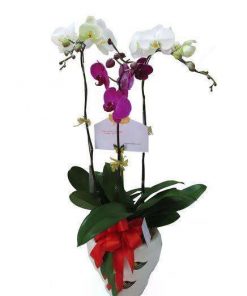 Chậu hồ điệp đa sắc 3 cành