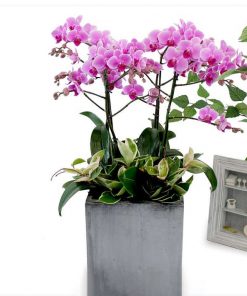 Chậu Lan Hồ Điệp Màu Hồng 5 Cành Chậu Sứ LHD-MH-5-CS-05 Chậu hồ điệp hồng mừng thọ