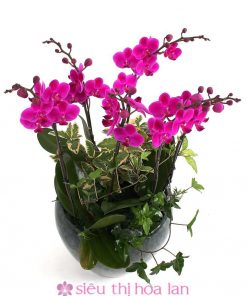 Chậu hồ điệp tím