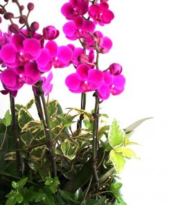 Chậu hồ điệp tím