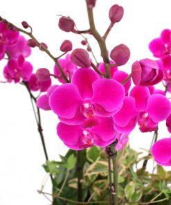 Chậu hồ điệp tím