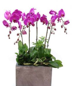 Chậu hoa lan hồ điệp màu tím 7 cành LHD-MT-7-CS-02 Chậu hồ điệp tím tặng sếp