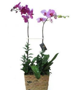 Chậu hoa lan hồ điệp 2 cành
