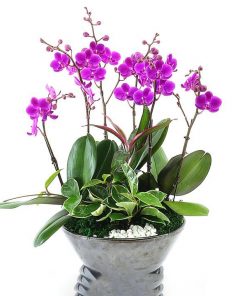 Chậu hoa lan hồ điệp đa sắc màu 5 cành Chậu lan hồ điệp ngày của mẹ