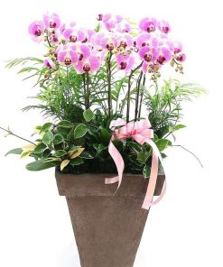 Chậu lan hồ điệp tết đoàn viên