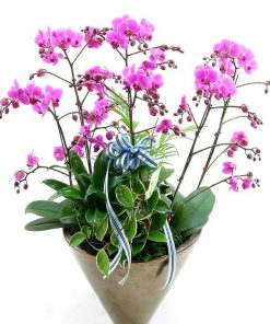 Hồ điệp 6 cành gặt hái thành công