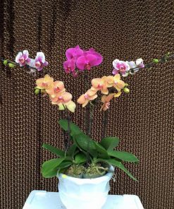 Hoa lan hồ điệp mừng thọ