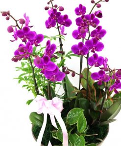 Lan hồ điệp tím tặng người yêu