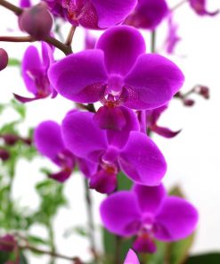 Lan hồ điệp tím tặng người yêu