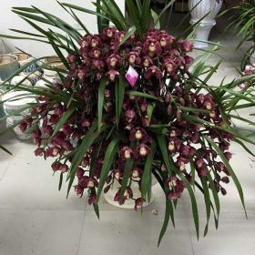 Chậu địa lan Đà Lạt tím hột