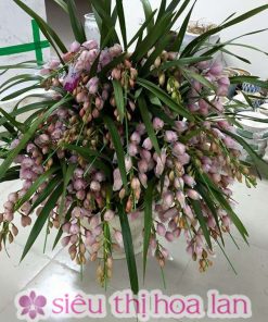 Chậu địa lan Đà Lạt tím hột