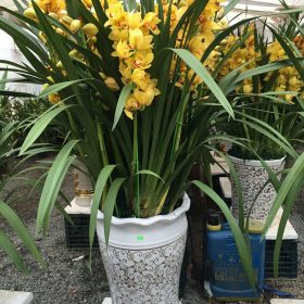 Chậu địa lan Đà Lạt vàng Fx750