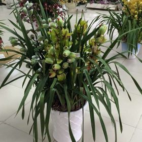 Chậu địa lan Đà Lạt xanh thơm