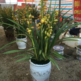 Chậu địa lan Đài Loan vàng mít