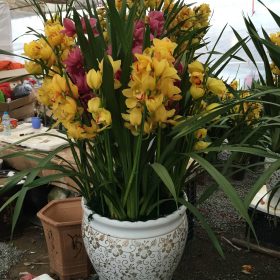 Chậu địa lan Hàn Quốc đẹp