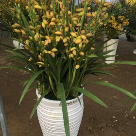 Chậu địa lan Hàn Quốc vàng SJC