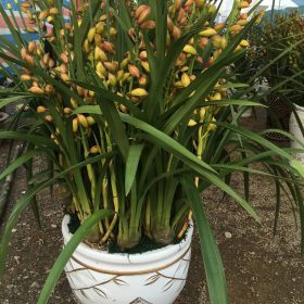 Chậu địa lan nhập khẩu