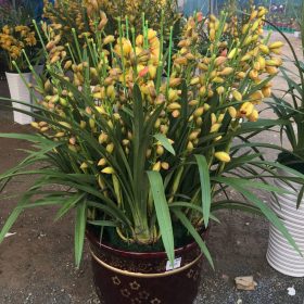 Chậu địa lan nhập khẩu từ Thái Lan