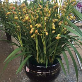 Chậu địa lan Sapa vàng hoàng hậu