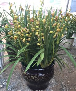 chau dia lan sapa vang hoang hau 2