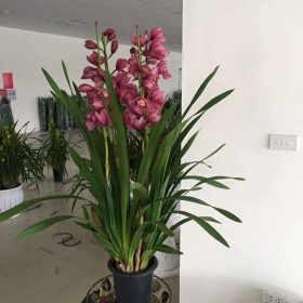 Chậu địa lan Sato tím 3 cành