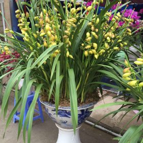 Chậu địa lan Sato vàng hoàng hậu Chậu địa lan Sato vàng hoàng hậu