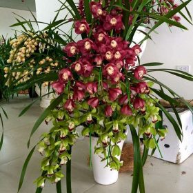 Chậu địa lan Tết Đà Lạt 2 tầng