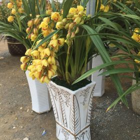 Chậu địa lan Tết nhập khẩu đẹp