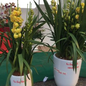 Chậu địa lan Tết Sapa