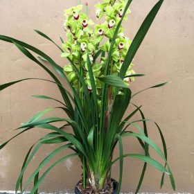 Chậu địa lan Tết xanh ngọc 3 râu