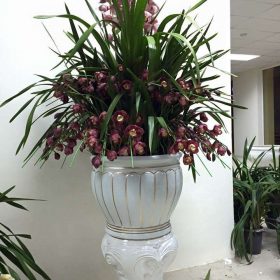 Chậu địa lan tím Hàn Quốc