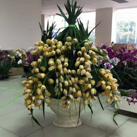 Chậu địa lan vàng chanh nhiều cành