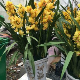 Chậu địa lan vàng chanh Thái Lan