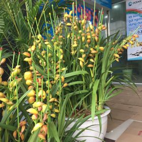 Chậu địa lan vàng mít Tết