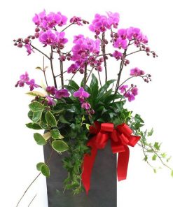 chau-ho-diep-chuc-mung-tan-gia-2