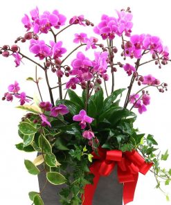 chậu lan hồ điệp chúc mừng tân gia