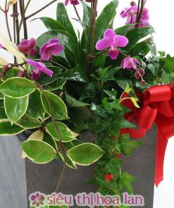 chậu lan hồ điệp chúc mừng tân gia