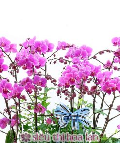 Chậu hồ điệp đem lại may mắn